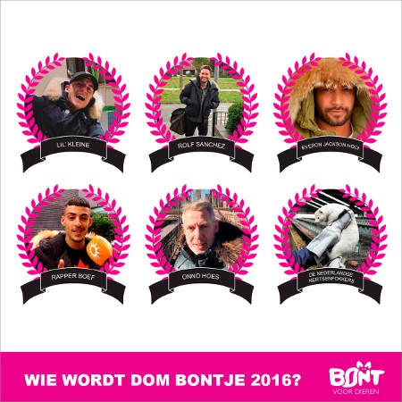 Internetverkiezing 'Dom Bontje' van start 1 dommukxfwqaaqd0i