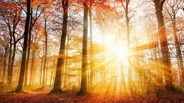 natuur herfst